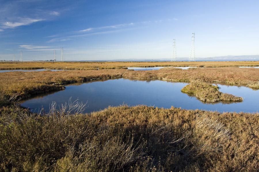 Wetlands. Photo: Judy Irving