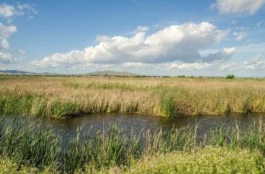 Suisun Marsh, photo: Wayne Hsieh