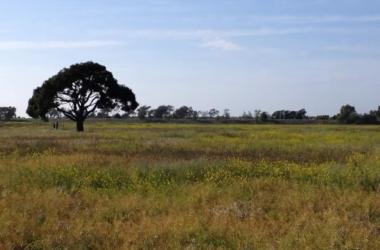 Photo of Coyote Hills