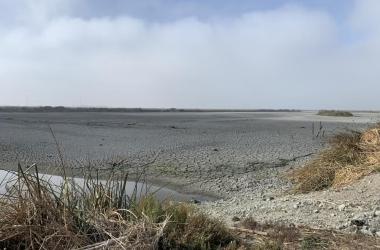 Hayward Marsh