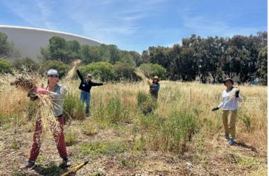 Volunteers at San Jose – Santa Clara Regional Wastewater Facility, stewarding the shoreline buffer area.