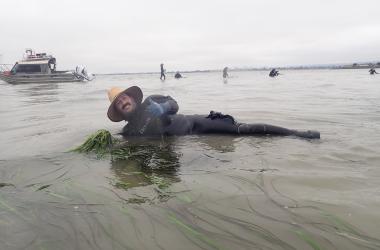 Low Tide Eel Grass Harvesting
