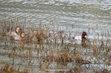 Ducks on Tiscornia Marsh