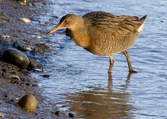 California Ridgway's rail. Photo taken by Allen Edwards.