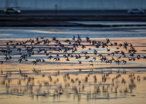 Birds flying over water