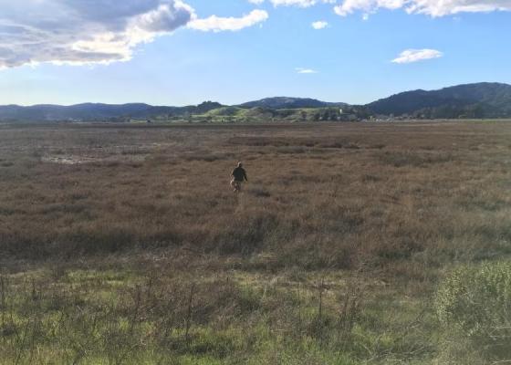 McInnes Marsh