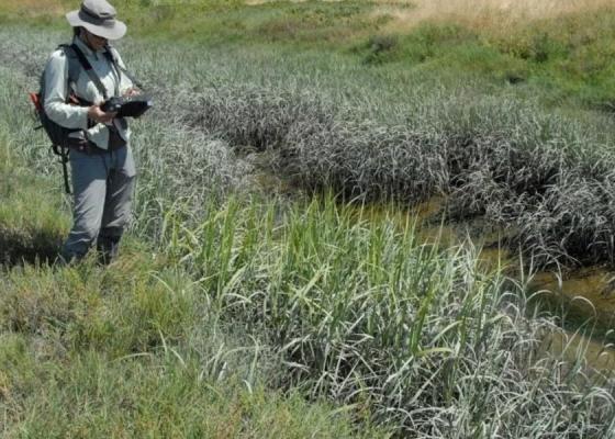 Spartina monitoring
