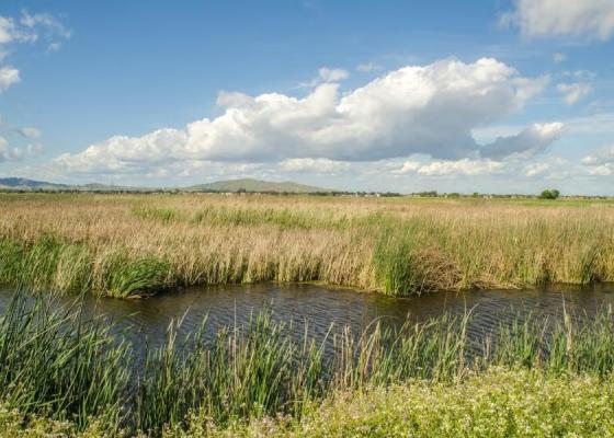 Suisun Marsh, photo: Wayne Hsieh