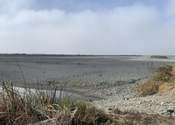 Hayward Marsh