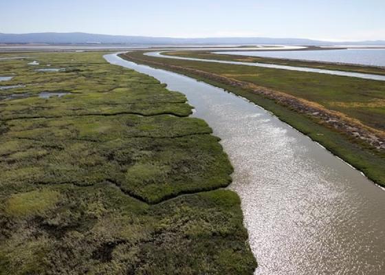 Marsh Channel