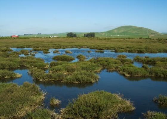 San Pablo Baylands, photo: Stephen Joseph