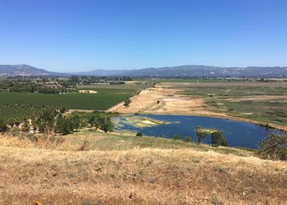 Sonoma Creek Baylands