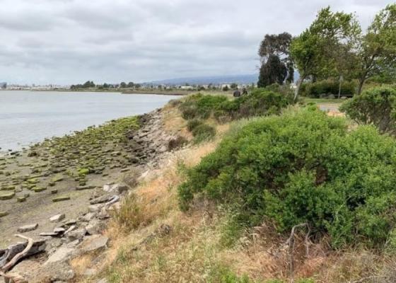 MLK Shoreline