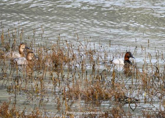 Ducks on Tiscornia Marsh