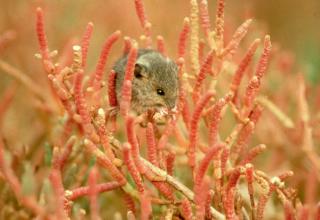 Salt Marsh Harvest Mouse by Moose Peterson