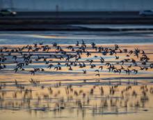Birds flying over water