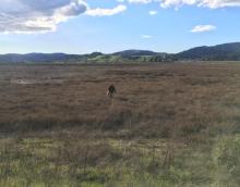 McInnes Marsh
