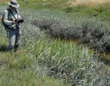 Spartina monitoring