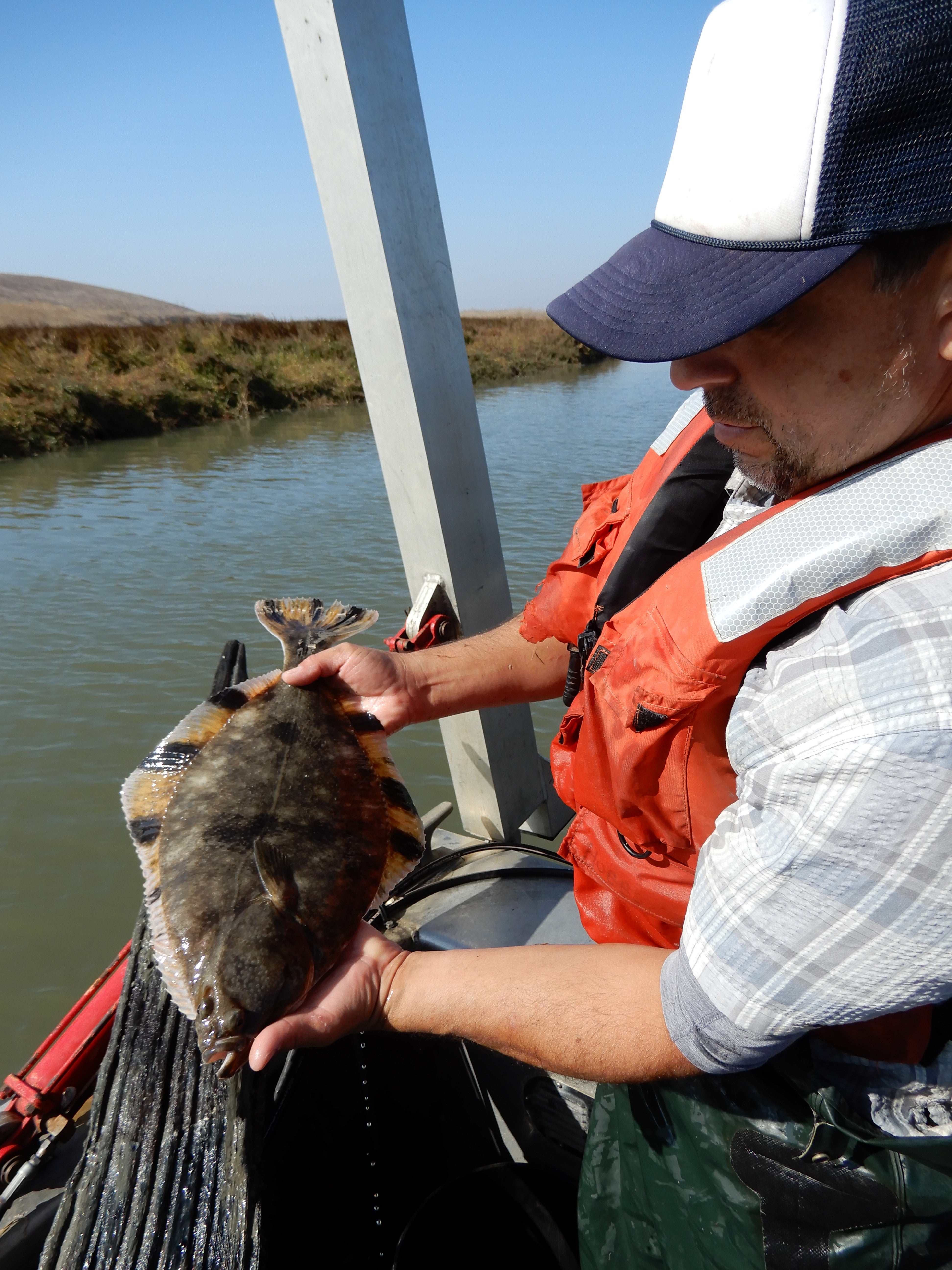 Starry Flounder. Photo taken by Jim Ervin, UC Davis South Bay Monitoring Program