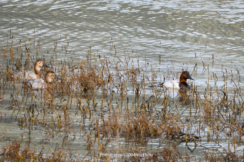 Ducks on Tiscornia Marsh