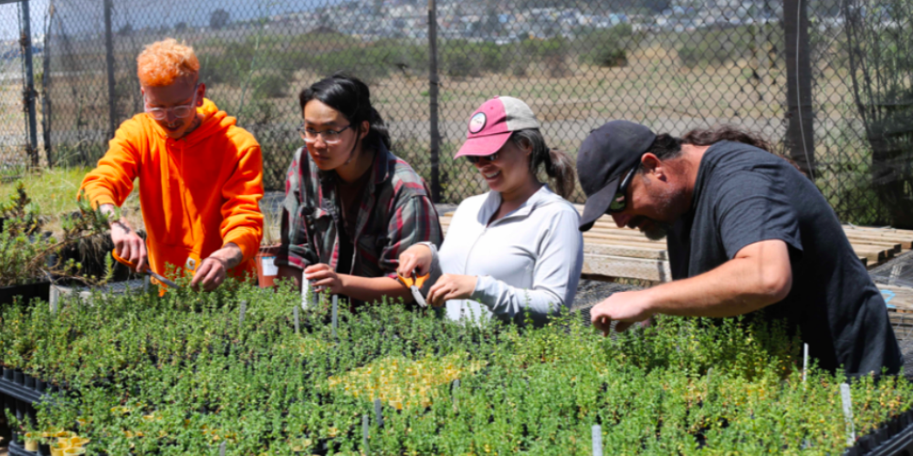 LEJ Eco-Apprentices propagate native plants at its Native Plant Nursery at Candlestick Point State Recreation Area.