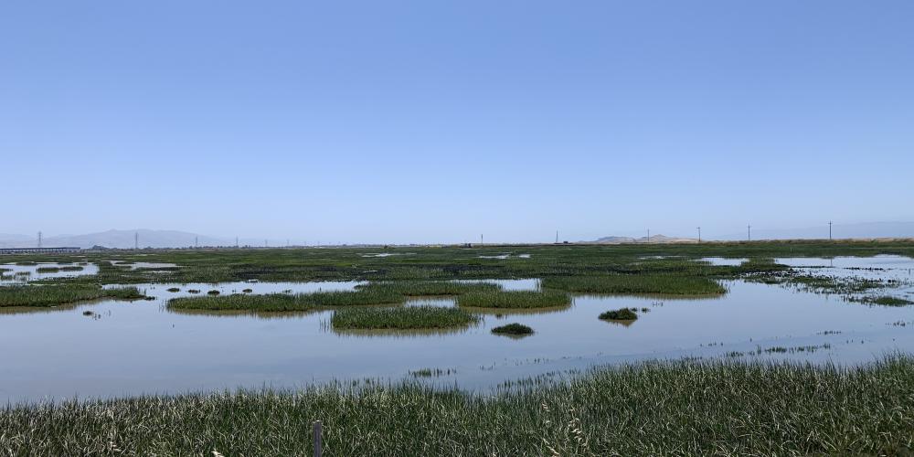 Photo of the bay by Natasha Daniels