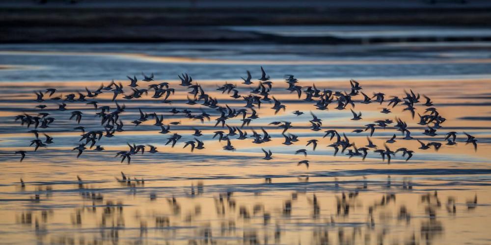 Birds flying over water