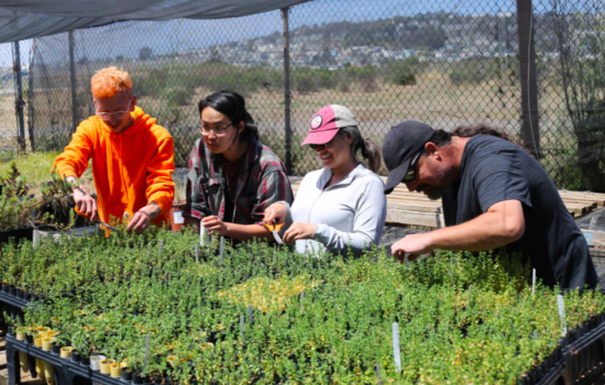 LEJ Eco-Apprentices propagate native plants at its Native Plant Nursery at Candlestick Point State Recreation Area.