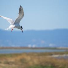 Shorebird and marsh