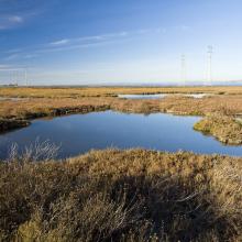 Wetlands. Photo: Judy Irving