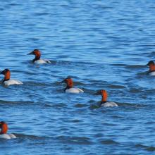 Ducks on Cullinan Ranch. Photo Credit Ducks Unlimited