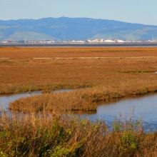 Palo Alto Baylands Jitze Couperus