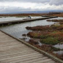 Don Edwards Refuge. Photo: JKehoe_Photos via flikr
