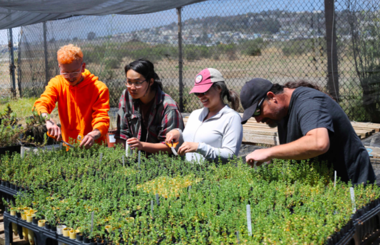 LEJ Eco-Apprentices propagate native plants at its Native Plant Nursery at Candlestick Point State Recreation Area.