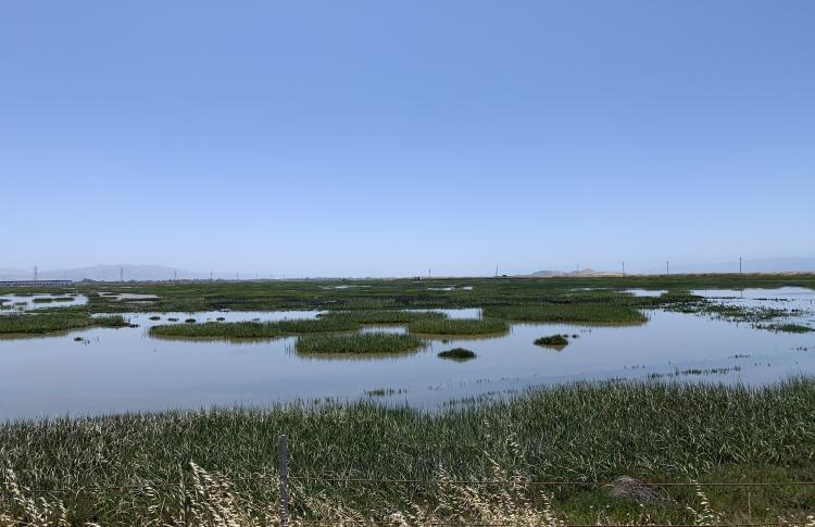 Photo of the bay by Natasha Daniels