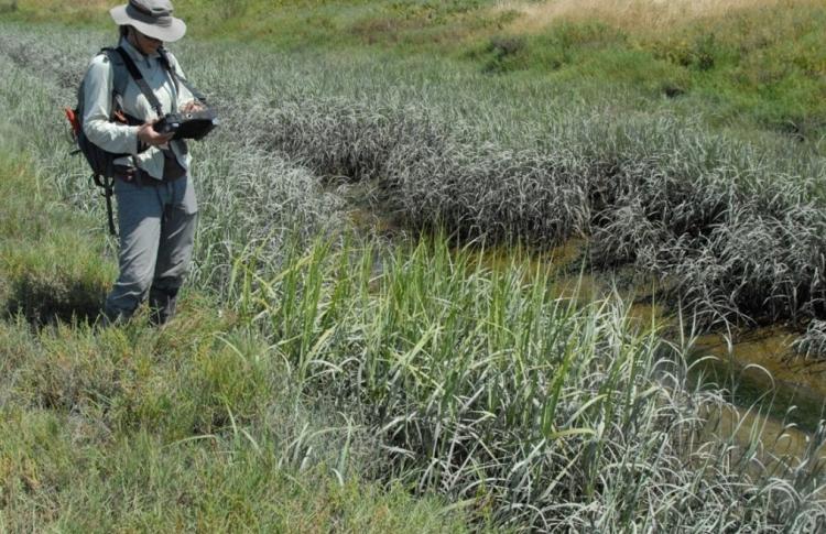 Spartina monitoring
