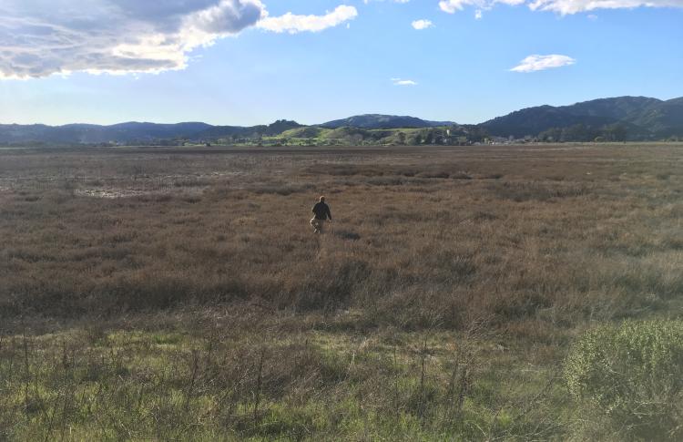 McInnes Marsh