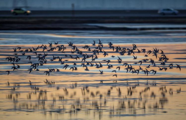 Birds flying over water