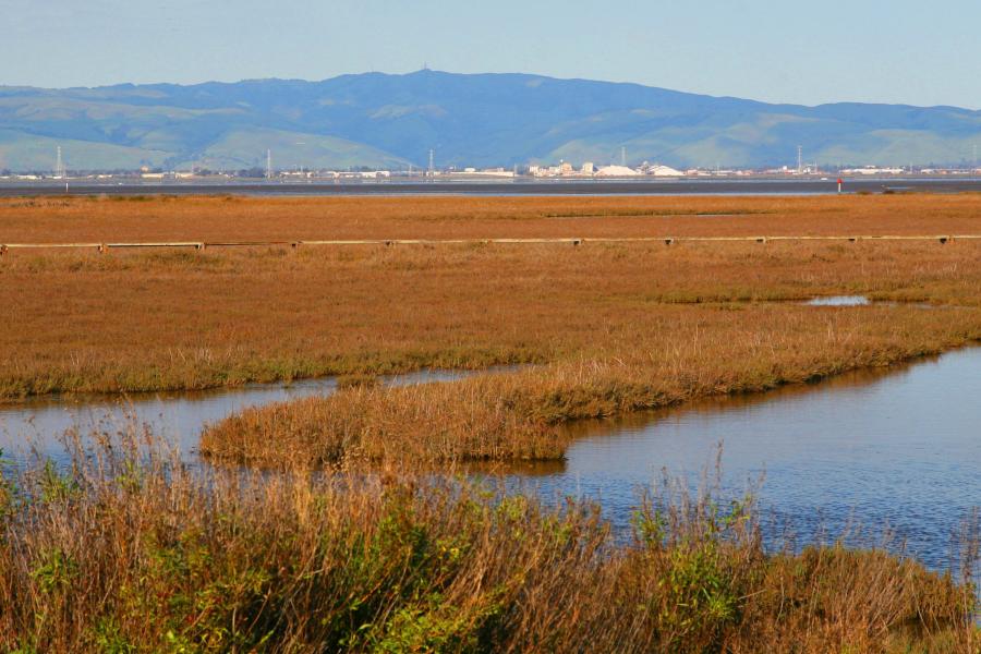 Palo Alto Baylands Jitze Couperus