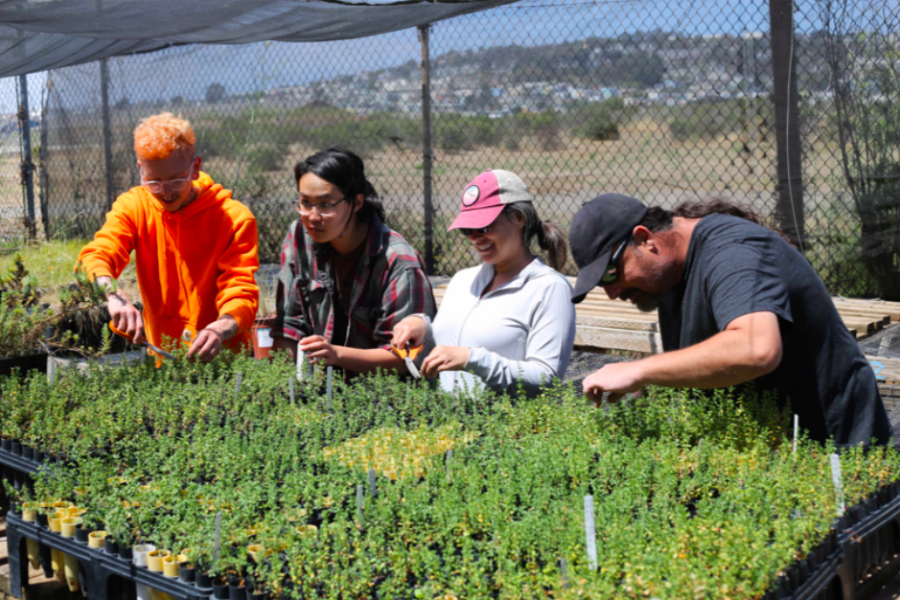 LEJ Eco-Apprentices propagate native plants at its Native Plant Nursery at Candlestick Point State Recreation Area.